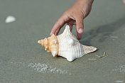 在海滩上伸手去拿海螺壳
