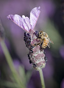 西班牙薰衣草上的蜜蜂