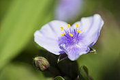 紫露草属盛开