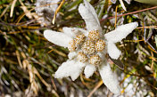 雪绒花