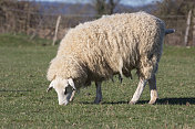 英国肯特郡的羊