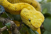 有毒的黄色睫毛毒蛇