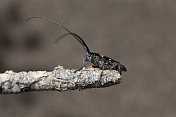 斑松甲虫，科罗拉多州