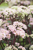 石黍(Sedum telephium 'Matrona') - III