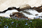 苔原花和冰水溪