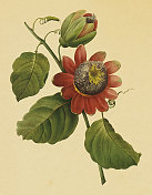 西番莲|古董花卉插图