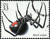 黑寡妇蜘蛛在网上