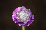 报春花（Primula capita mooreana）