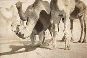 纹理和复古图像的骆驼在撒哈拉沙漠，摩洛哥