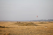 肯尼亚马赛马拉的黎明。汤姆逊瞪羚和气球。