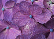 紫绣球花