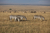 肯尼亚马赛马拉非洲大草原上的斑马