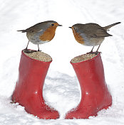 英国知更鸟-欧洲知更鸟(Erithacus rubecula)