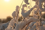 背光雪晶