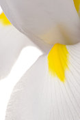 白色鸢尾花