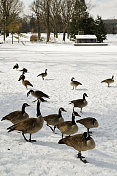 美丽的冬季景色――一群鹅在结冰的池塘上