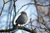 灌木丛中的Dunnock