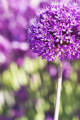 荷兰Allium 'Purple Sensation' -六