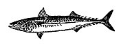 鲭鱼|古董动物插图