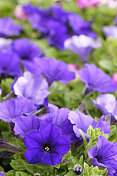 蓝紫色的喇叭花
