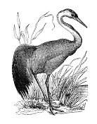 这是一幅19世纪的起重机雕刻 这是一幅19世纪的起重机雕刻