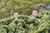 松果蓝色atlas雪松Cedrus atlantica 'Glauca'复制空间