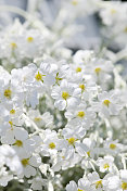 雪夏花(Cerastium tomentosum) - II