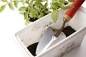番茄移栽堆肥用花园泥铲