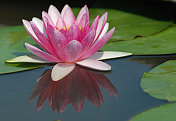 Lotus粉红色。