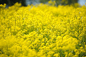 春日黄花满地