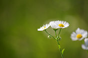 甘菊。