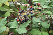 Brombeeren、黑莓