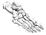 19世纪的人体足部解剖雕刻