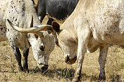 两个德州长角牛与锁角的特写