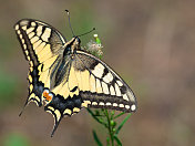 燕尾 (Papilio machaon)