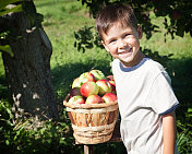 一个小男孩在苹果园里，旁边放着一篮苹果