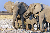 大象家族，Etosha国家公园，纳米比亚