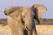 愤怒的大象，Etosha国家公园，纳米比亚