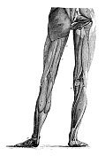 19世纪人类腿部肌肉的雕刻