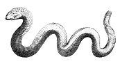19世纪的蛇雕刻