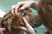 金毛猎犬在动物医院检查