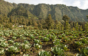 生态粮食作物，印度尼西亚