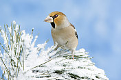 小树枝上的Hawfinch