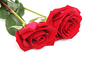 两朵完美的情人节红玫瑰