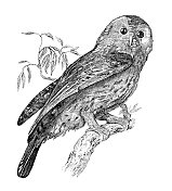 19世纪黄褐色猫头鹰的雕刻