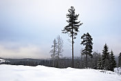 冰雪覆盖着寒冷的冬天，松树和蓝天，