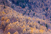 意大利阿尔卑斯山秋季的彩色山毛榉树林