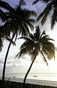 坦桑尼亚，桑给巴尔，东海岸，椰子树。