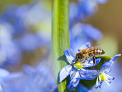 蜜蜂在蓝色的花上