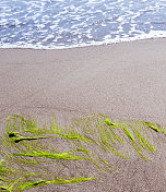 海水和海藻